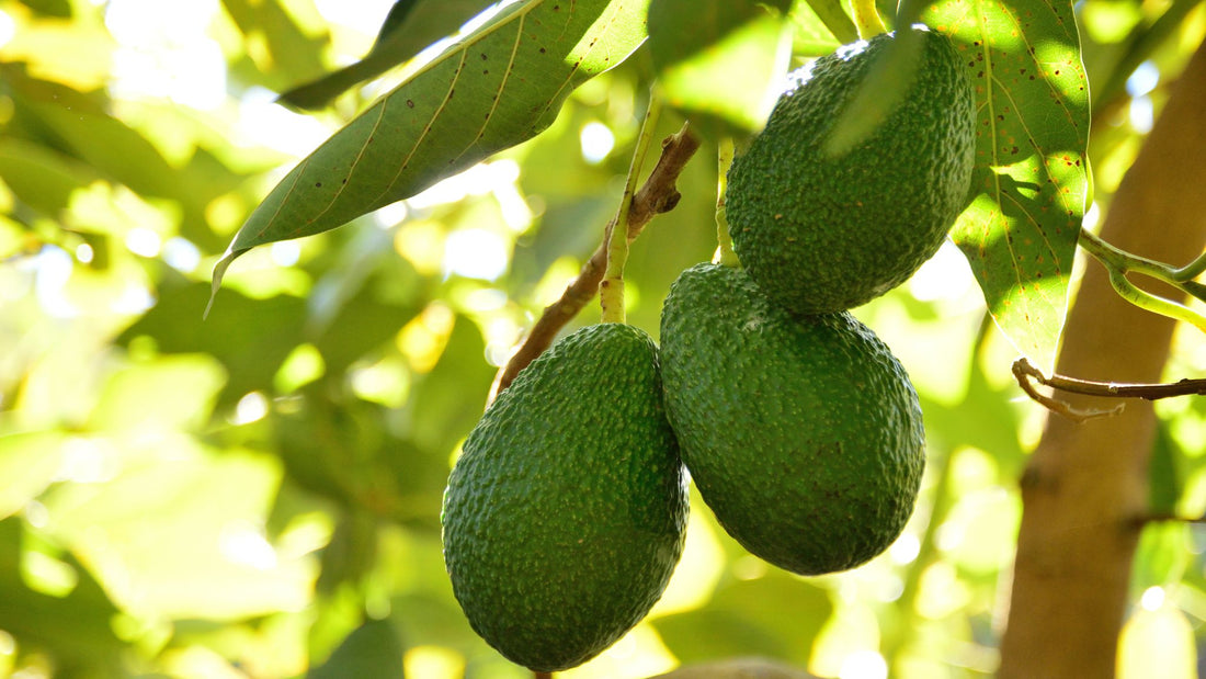 How is Avocado Oil Made?