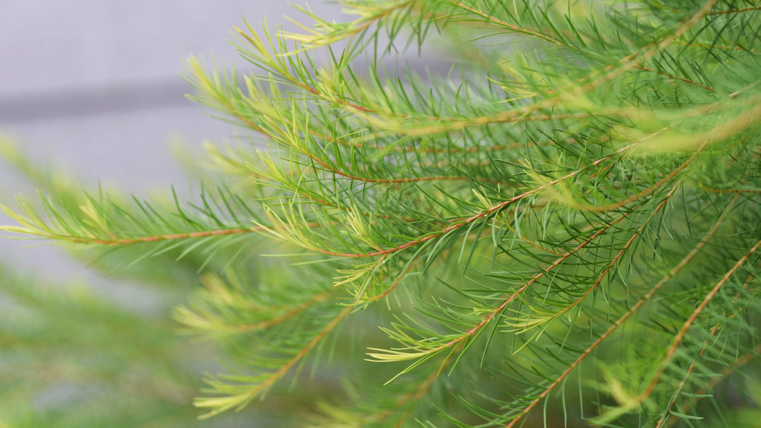 Tea tree oil for acne