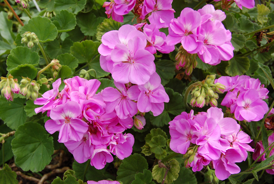 What is Geranium Essential Oil? 