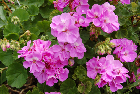 What is Geranium Essential Oil? 