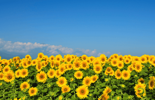 Sunflower Soap Recipe