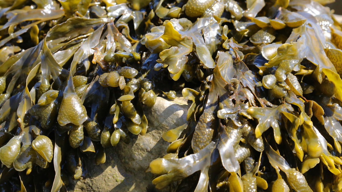 Seaweed soap recipe