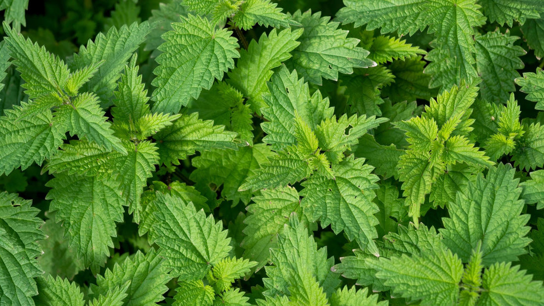 Nettle soap recipe