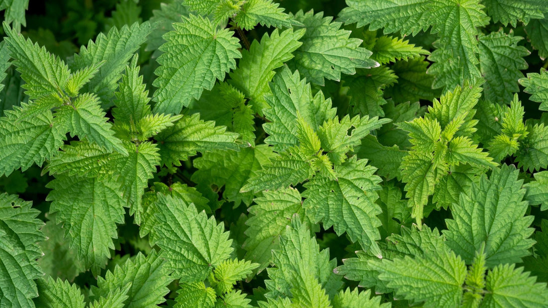 Nettle soap recipe
