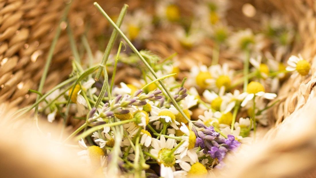 Chamomile soap recipe
