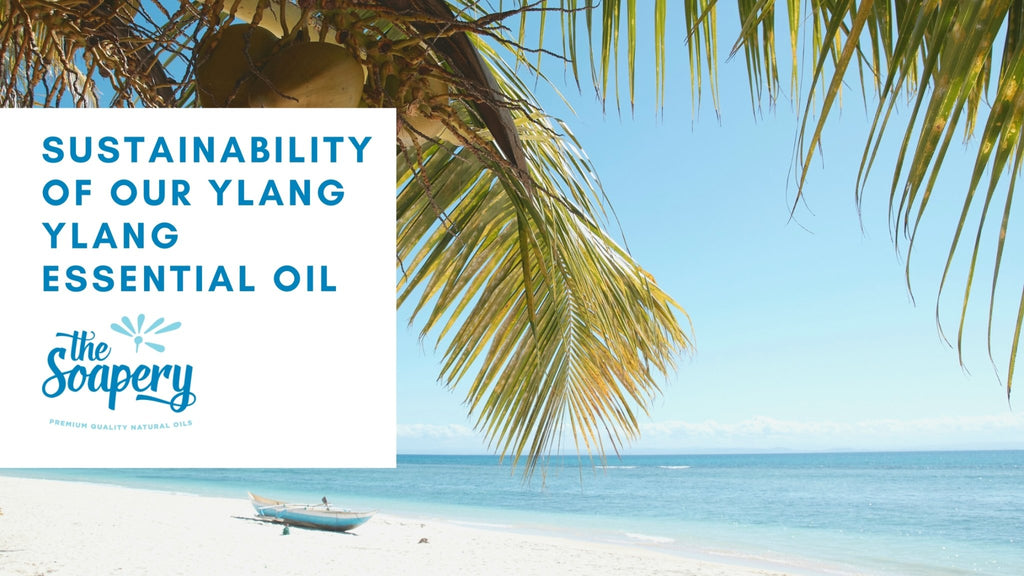 The Sustainability Of Our Ylang Ylang Essential Oil